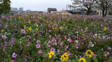 しおしおのパー おやじカウンセラーの夢ゆめ日記